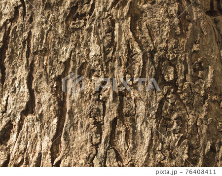Tree bark texture 76408411