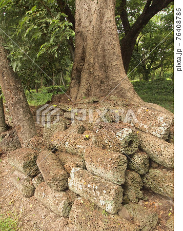 Forest tree with roots Forest tree with roots 76408786