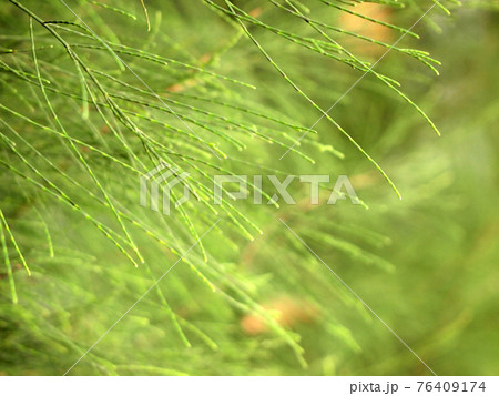 pine tree close up 76409174