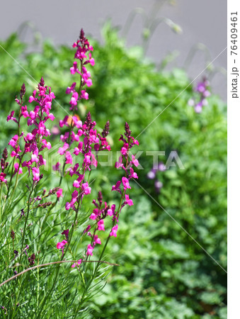 リナリア（姫金魚草） 76409461