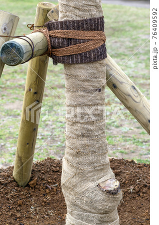 植樹　幹巻き 76409592