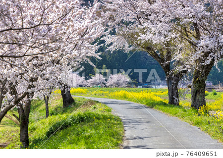 余呉川 (3月 桜 快晴) 余呉川 (3月 桜 快晴) 76409651