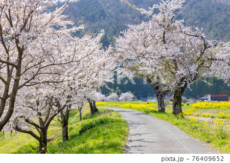 余呉川 (3月　桜　快晴) 76409652
