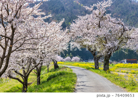 余呉川 (3月　桜　快晴) 76409653