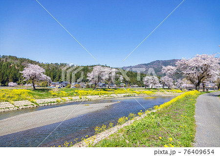 余呉川 (3月 桜 快晴) 余呉川 (3月 桜 快晴) 76409654