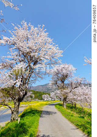 余呉川 (3月 桜 快晴) 余呉川 (3月 桜 快晴) 76409657