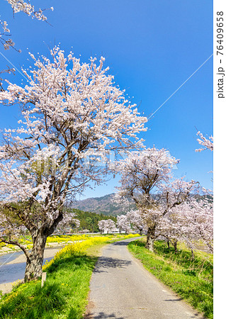 余呉川 (3月　桜　快晴) 76409658