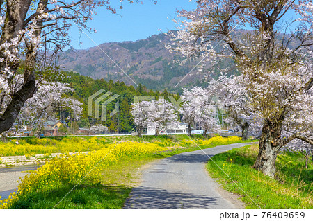 余呉川 (3月 桜 快晴) 余呉川 (3月 桜 快晴) 76409659