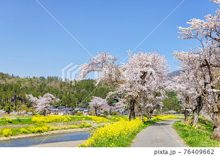 余呉川 (3月　桜　快晴) 76409662