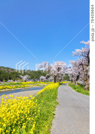 余呉川 (3月 桜 快晴) 余呉川 (3月 桜 快晴) 76409664