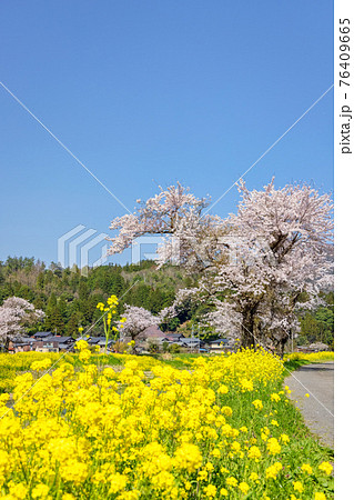 余呉川 (3月　桜　快晴) 76409665