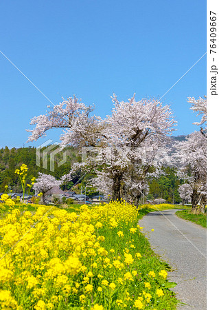 余呉川 (3月　桜　快晴) 76409667
