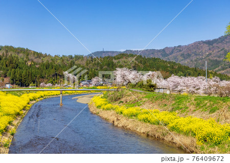 余呉川 (3月 桜 快晴) 余呉川 (3月 桜 快晴) 76409672