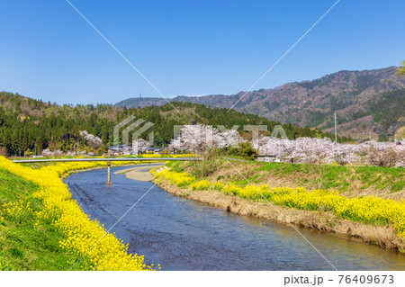 余呉川 (3月 桜 快晴) 余呉川 (3月 桜 快晴) 76409673