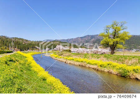 余呉川 (3月　桜　快晴) 76409674