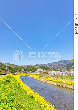 余呉川 (3月　桜　快晴) 76409679