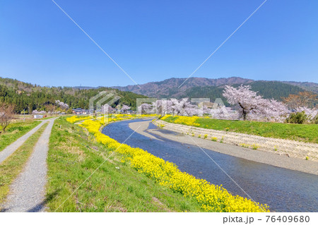 余呉川 (3月　桜　快晴) 76409680