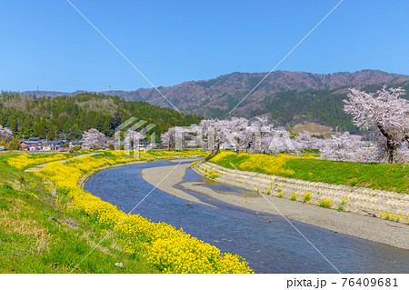 余呉川 (3月 桜 快晴) 余呉川 (3月 桜 快晴) 76409681