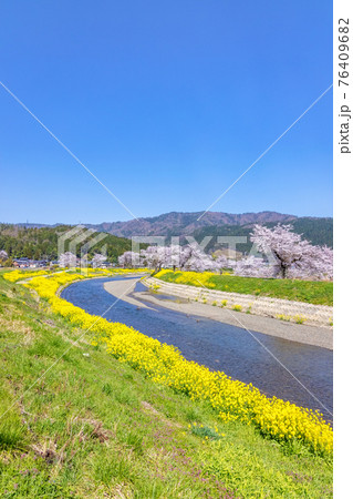 余呉川 (3月　桜　快晴) 76409682