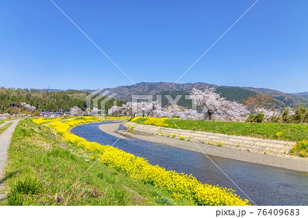 余呉川 (3月　桜　快晴) 76409683