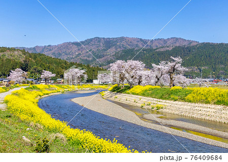 余呉川 (3月 桜 快晴) 余呉川 (3月 桜 快晴) 76409684