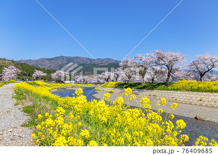 余呉川 (3月 桜 快晴) 余呉川 (3月 桜 快晴) 76409685