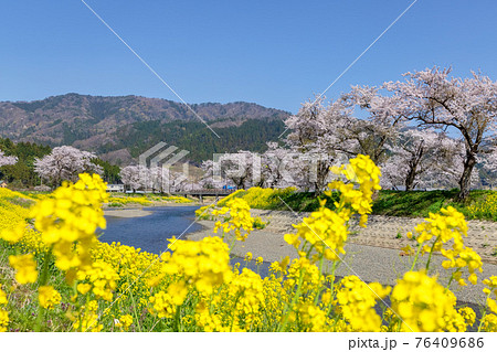 余呉川 (3月　桜　快晴) 76409686