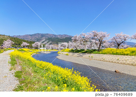 余呉川 (3月　桜　快晴) 76409689