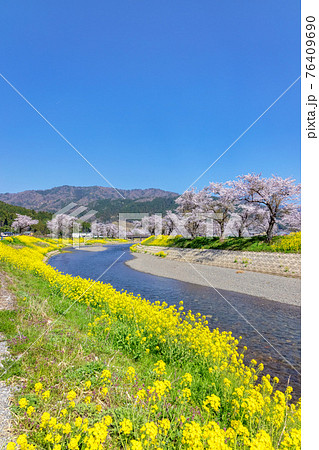 余呉川 (3月　桜　快晴) 76409690