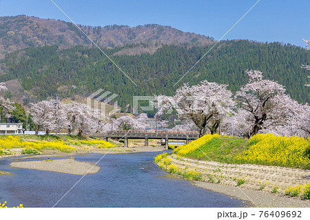 余呉川 (3月　桜　快晴) 76409692