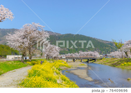 余呉川 (3月　桜　快晴) 76409696