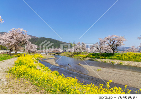 余呉川 (3月　桜　快晴) 76409697