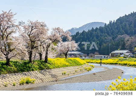 余呉川 (3月 桜 快晴) 余呉川 (3月 桜 快晴) 76409698