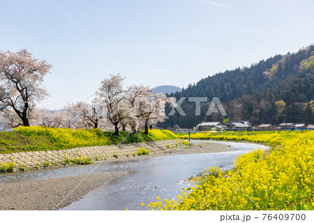 余呉川 (3月 桜 快晴) 余呉川 (3月 桜 快晴) 76409700