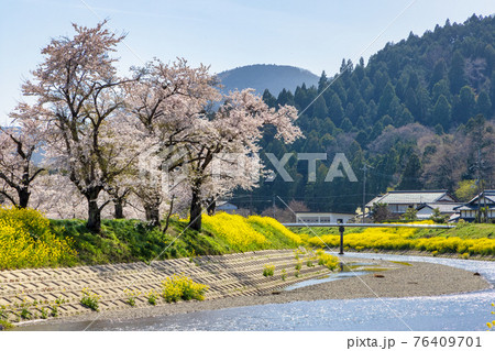 余呉川 (3月　桜　快晴) 76409701