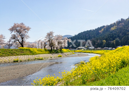 余呉川 (3月　桜　快晴) 76409702