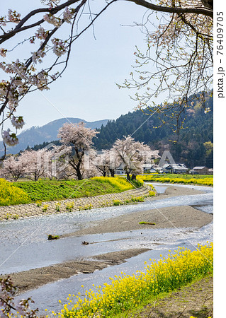 余呉川 (3月　桜　快晴) 76409705