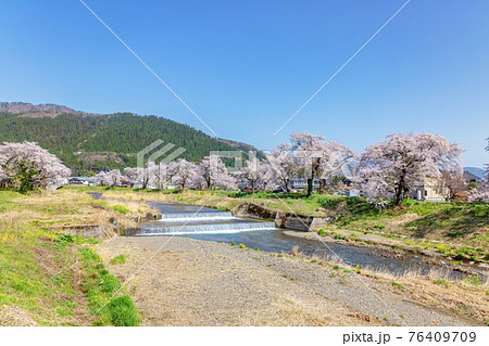 余呉川 (3月　桜　快晴) 76409709