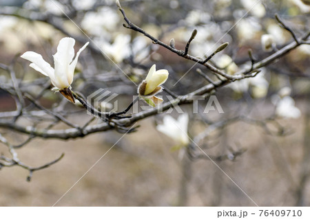 ハクモクレンの花 ハクモクレンの花 76409710