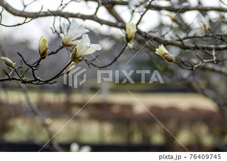 咲きはじめのハクモクレン 76409745