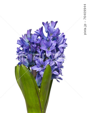 ヒヤシンス 花 植物の写真素材