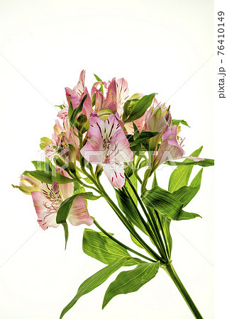 白バックのピンクのアストロメリアの花の写真素材