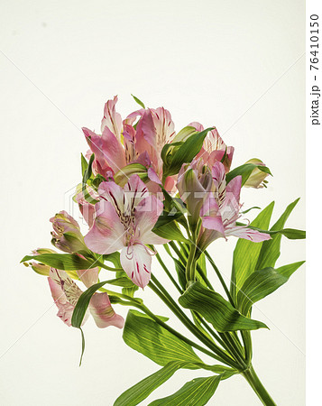 白バックのピンクのアストロメリアの花の写真素材