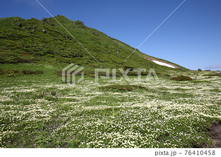 秋田駒ケ岳とチングルマのお花畑 秋田駒ケ岳とチングルマのお花畑 76410458