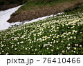 ムーミン谷とチングルマのお花畑 76410466