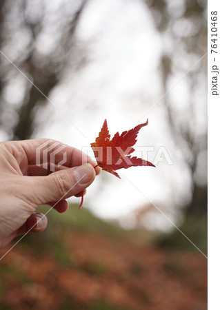 紅葉した葉っぱを摘み上げてみた 76410468