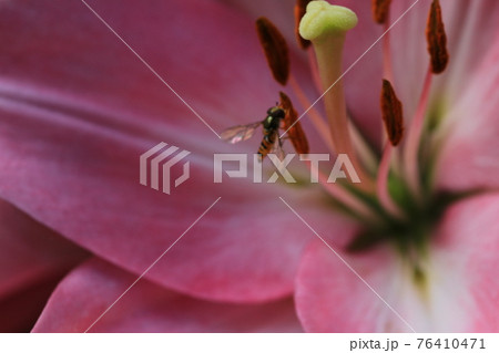 ピンクの花の雄しべに留まった小さな虫 76410471