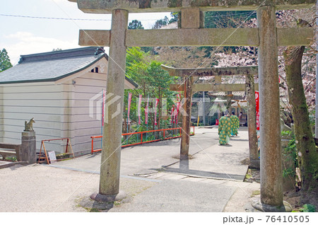 山口大神宮境内の高嶺稲荷神社桜咲く参道の神職 山口大神宮境内の高嶺稲荷神社桜咲く参道の神職 76410505