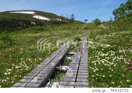 森吉山と山人平のお花畑 76410753