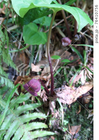森吉山のヒバクラ岳登山道に咲くウスバサイシン 森吉山のヒバクラ岳登山道に咲くウスバサイシン 76410756